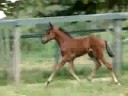 FEN�MENO RJB