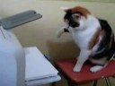 un chat se bat avec une imprimante