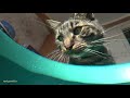 КОШКИ МЫШКИ CATS and MOUSE