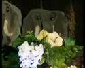 GALETTA, L'ELEPHANTINE DE LA JUNGLE  Gout Nutrition