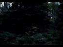 The Woods III - Trailer #1 The Woods III - Trailer #1