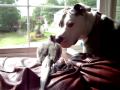 Hailey the APBT and her boyfriend-Oliver, the cockatiel
