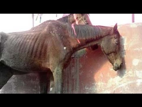 49 race horses left to die in stud farm outside Delhi
