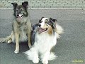 Zwei Hunde die ein Leben eines Menschen veränderten. Zwei Hunde die ein Leben eines Menschen veränderten.