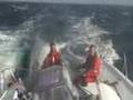 Adriatic BOXX class 40 sailing downwind in wind force 6-7
