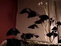 Purple Oxalis at High Speed
