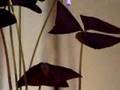Purple-Oxalis-at-Hig