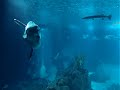 Ocean Sunfish (Mola mola) -  in the Lisbon Oceanarium