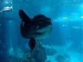 Ocean Sunfish (Mola mola) -  in the Lisbon Oceanarium