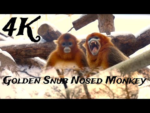 Golden Snub Nosed Monkey 4K - Hidden Kingdoms of China