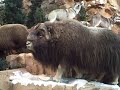 Cabelas Store - Glendale, Arizona