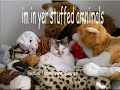 ***** vERY fUNNY cATS 9 ***** - Thumb #1