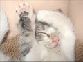 ***** vERY fUNNY cATS 9 ***** - Thumb #3