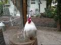 Serama Mr Snowman Crowing