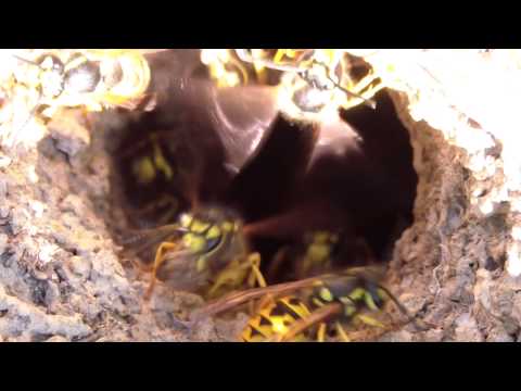 how to control european wasp