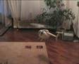 testa rotore 4 pale trex 450 xl - hughes 500