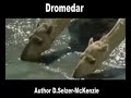 Dromedar Tiere Animals Natur SelMcKenzie Selzer-McKenzie