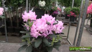 #1084 Rhododendron yakushimanum Blurettia
