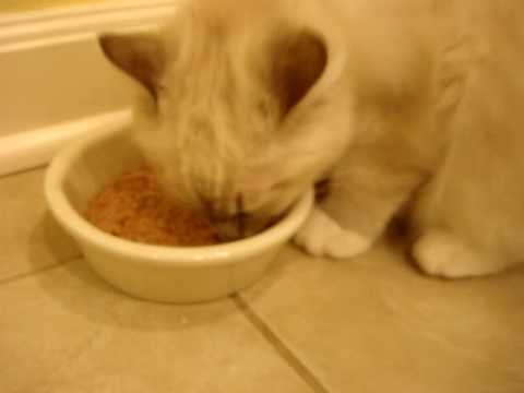 0 Melia Luxury Pet Cat Bowls
