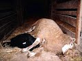 animal cruelty and abuse