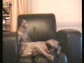 Amber Weimaraner sings along to Opera Amber Weimaraner sings along to Opera