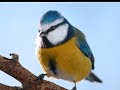 Oiseaux