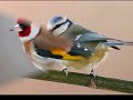oiseaux