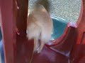 Two Puppies Play on Slides