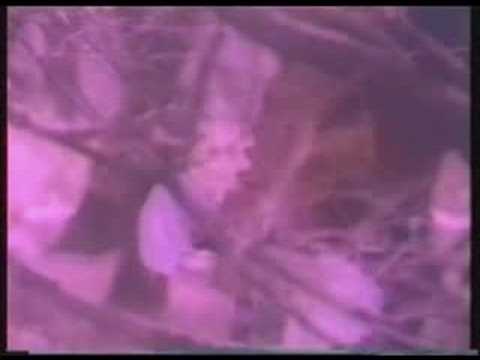 Lareine – Fleur