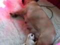 Bulldog Francés video