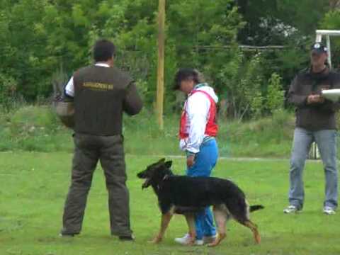 Chiempionat Rossii 2010 po IPO-3, C-82|-