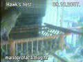 Mario Profaca: Hawk\ Mario Profaca: Hawk\