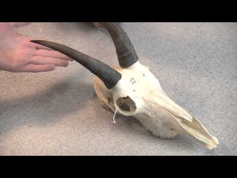 Horns vs. Antlers