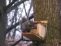Squirrel Eating Corn At Homemade Feeder Squirrel Eating Corn At Homemade Feeder