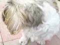 足を怪我して中々思う様に行動できない事に苛立ちを隠せない愛犬の何だか切ないお顔