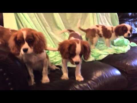 my playful Puppies: Jane and Siblings