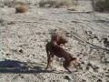 videos de Thanksgiving weekend in Ocotillo Wells 2008