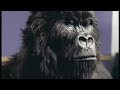 Cadbury's Dairy Milk - Drumming Gorilla Advert