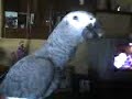 Loro Yaco -- ROKY Loro Yaco -- ROKY