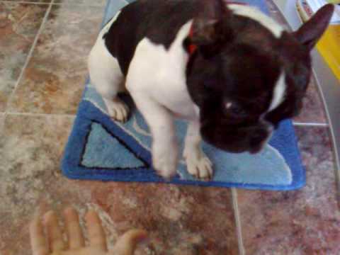 bulldog frances