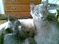 My Korat Cats My Korat Cats