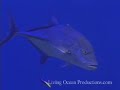 Hawaiian Showers - Cleaning Stations in Hawaii + Scuba Diving Hawaiian Showers - Cleaning Stations in Hawaii + Scuba Diving