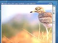 Gimp Tutorial