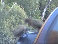 kea parrot trouble kea parrot trouble