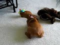 Cute Vizsla Puppy Playing With Crazy Toy!