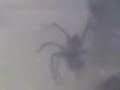 Big Spider