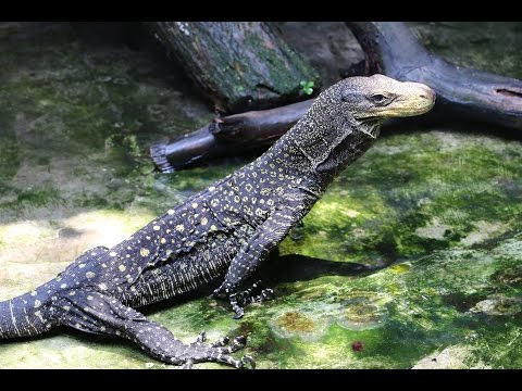 YouTube reptile video