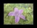 Deep Nature