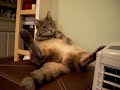 Lazy Cat Lazy Cat