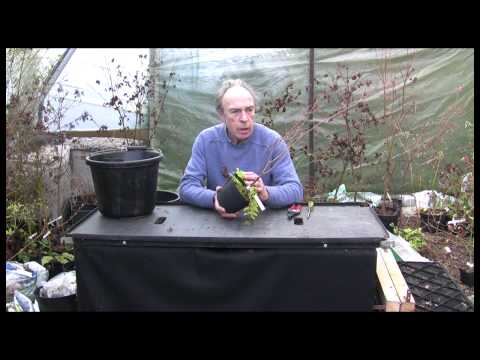 how to transplant dwarf japanese maple